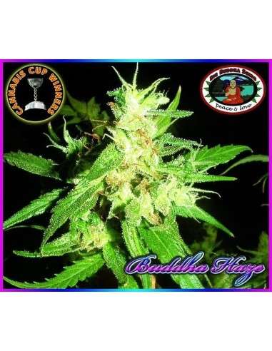 BIG BUDDHA SEEDS - Buddha Haze - 1