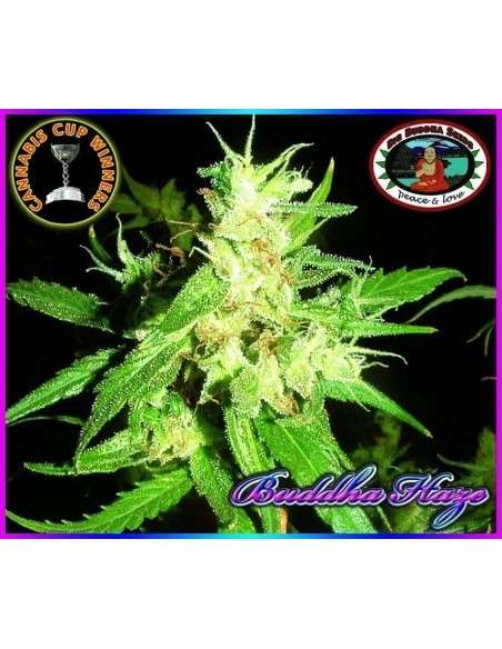 BIG BUDDHA SEEDS - Buddha Haze - 1