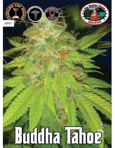 BIG BUDDHA SEEDS - Buddha Tahoe - 1