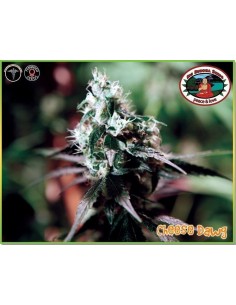 BIG BUDDHA SEEDS - Cheese Dawg - 1