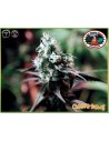 BIG BUDDHA SEEDS - Cheese Dawg - 1