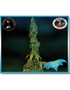 BIG BUDDHA SEEDS - Cheesy Dick - 1