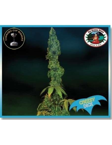 BIG BUDDHA SEEDS - Cheesy Dick - 1