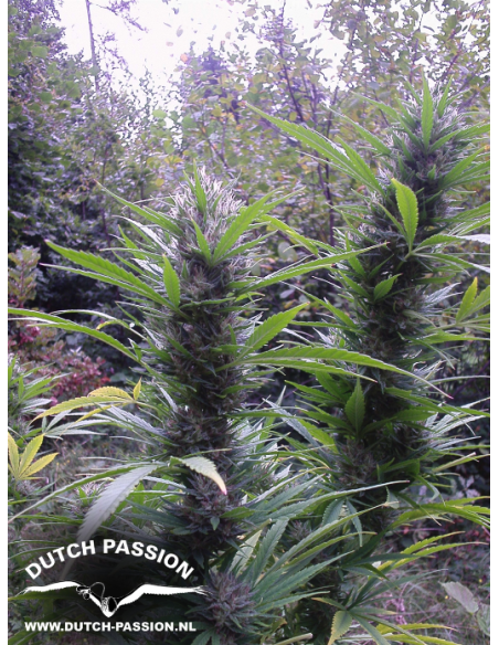 DUTCH PASSION - Passion 1 - 3
