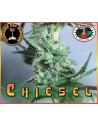BIG BUDDHA SEEDS - Chiesel - 1