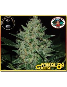 BIG BUDDHA SEEDS - Freeze Cheese '89 - 1