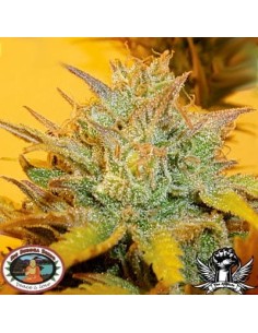 BIG BUDDHA SEEDS - LA Cheese - 1