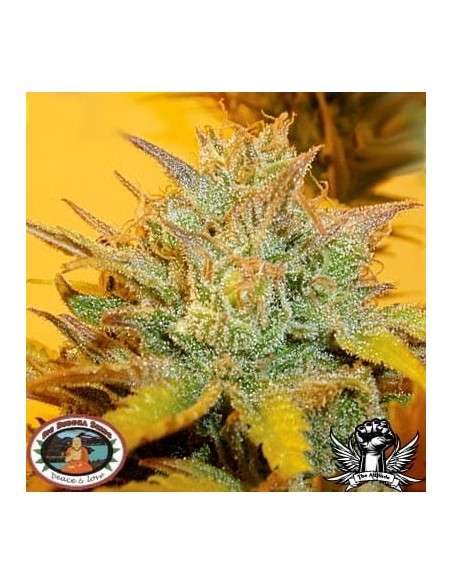 BIG BUDDHA SEEDS - LA Cheese - 1