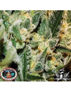 BIG BUDDHA SEEDS - Silver Cheese - 1