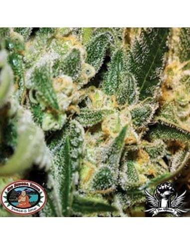 BIG BUDDHA SEEDS - Silver Cheese - 1