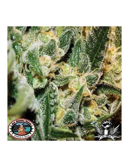 BIG BUDDHA SEEDS - Silver Cheese - 1