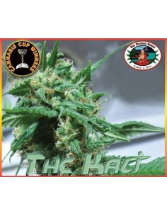 BIG BUDDHA SEEDS - The Kali - 1