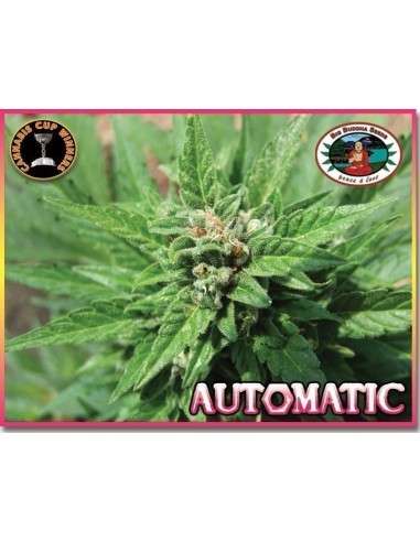 BIG BUDDHA SEEDS - Automatic - 1