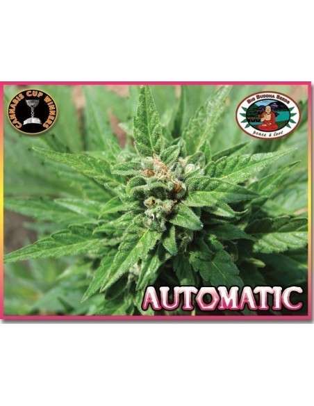 BIG BUDDHA SEEDS - Automatic - 1