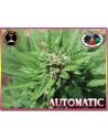BIG BUDDHA SEEDS - Automatic - 1