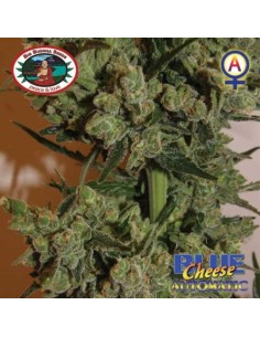 BIG BUDDHA SEEDS - Blue Cheese Automatic - 1