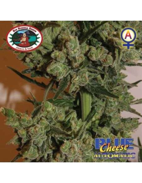 BIG BUDDHA SEEDS - Blue Cheese Automatic - 1