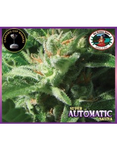 BIG BUDDHA SEEDS - Super Automatic - 1