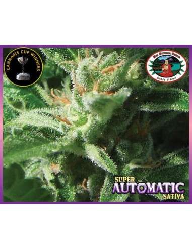 BIG BUDDHA SEEDS - Super Automatic - 1