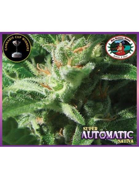 BIG BUDDHA SEEDS - Super Automatic - 1