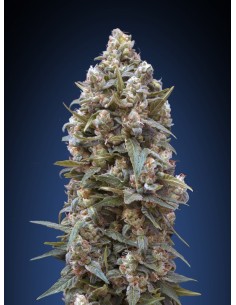 00 SEEDS BANK - 00 Kush - 1