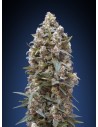 00 SEEDS BANK - 00 Kush - 1