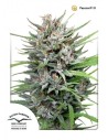 DUTCH PASSION - Passion 1 - 4