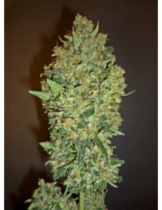 00 SEEDS BANK - Cheese Berry - 1