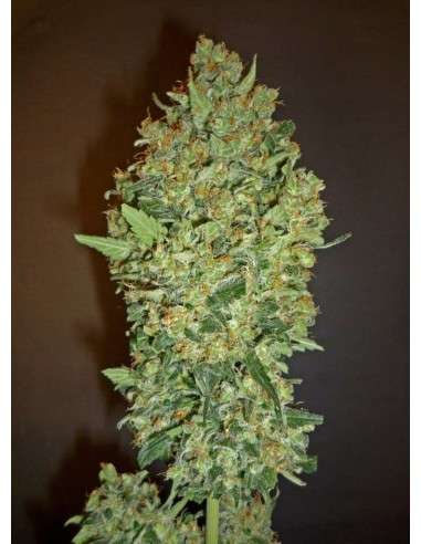00 SEEDS BANK - Cheese Berry - 1