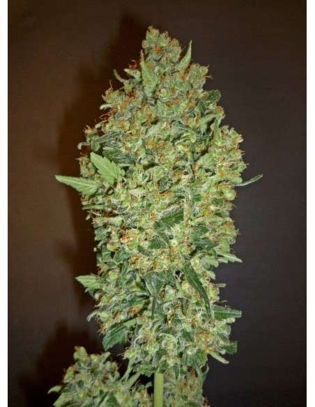 00 SEEDS BANK - Cheese Berry - 1