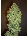 00 SEEDS BANK - Cheese Berry - 1