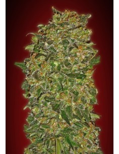 00 SEEDS BANK - Chocolate Kush - 1