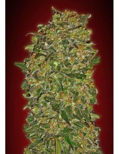 00 SEEDS BANK - Chocolate Kush - 1