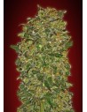 00 SEEDS BANK - Chocolate Kush - 1
