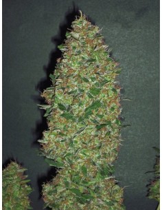 00 SEEDS BANK - Chocolate Skunk - 1