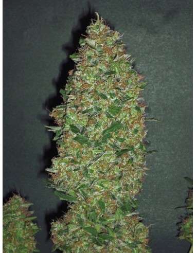 00 SEEDS BANK - Chocolate Skunk - 1