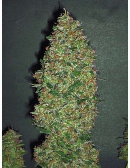 00 SEEDS BANK - Chocolate Skunk - 1