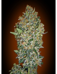 00 SEEDS BANK - Feminized Collection 1 - 1