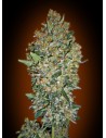 00 SEEDS BANK - Feminized Collection 1 - 1