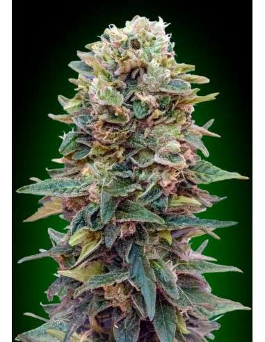 00 SEEDS BANK - Auto Afghan Mass - 1