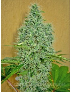00 SEEDS BANK - Auto Afghan Mass - 1 2