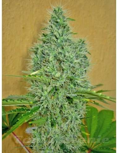 00 SEEDS BANK - Auto Afghan Mass - 2