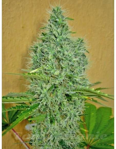 00 SEEDS BANK - Auto Afghan Mass - 2