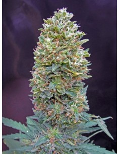 00 SEEDS BANK - Auto Bubble Gum - 1
