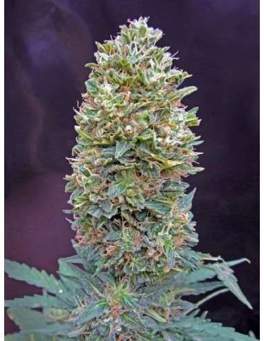 00 SEEDS BANK - Auto Bubble Gum - 1