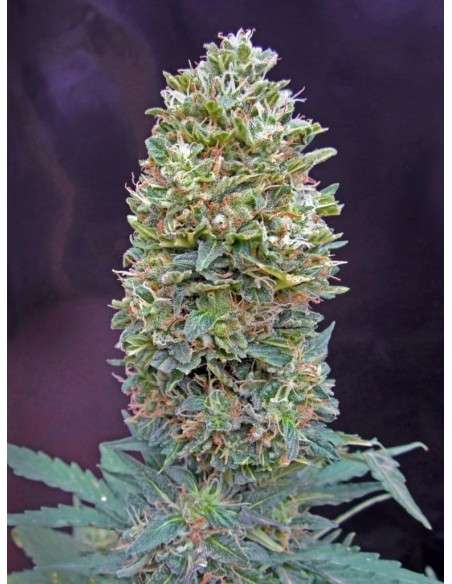 00 SEEDS BANK - Auto Bubble Gum - 1