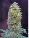 00 SEEDS BANK - Auto Bubble Gum - 1