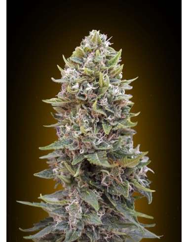 00 SEEDS BANK - Auto Cheese Berry - 1
