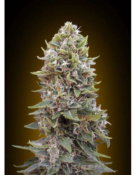 00 SEEDS BANK - Auto Cheese Berry - 1