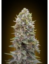 00 SEEDS BANK - Auto Cheese Berry - 1